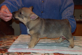 Larska's Chloe
