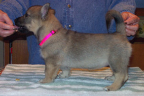 Larska's Gracie