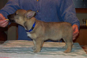 Larska's Gunnar